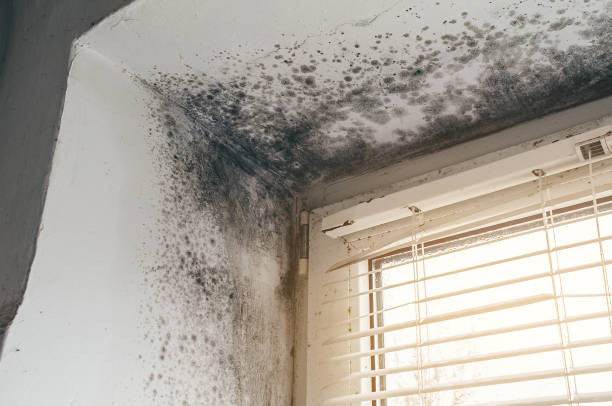 Affordable Crawl Space Mold Remediation solutions in Darien, GA